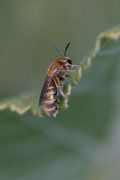 Halictus pollinosus (femm.).(cfr.)